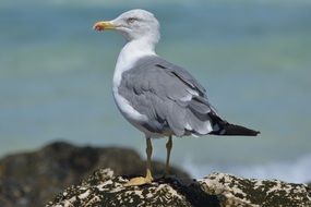 gray sea gull close