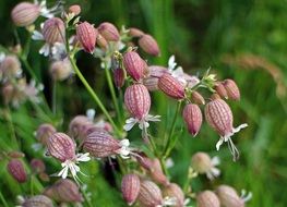 pigeon goiter catchfly