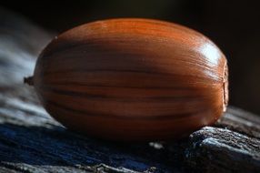 Acorn seed in te autumn