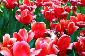 bright red tulips in the garden in Holland