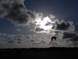 silhouette of the bird on a background of cloudy sky