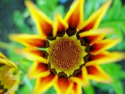 Yellow garden flower close up