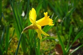 Narcissus Yellow blossom macro recording