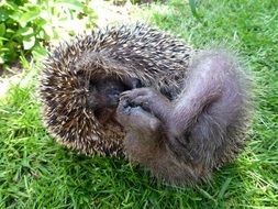 hedgehog mecki grass