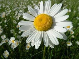 white daisy on a meadow close-up on a blurred background