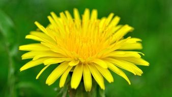 bright yellow dandelion on a blurred green background