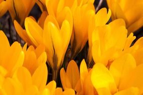 yellow crocus buds