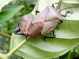 two beetles on a green leaf close up