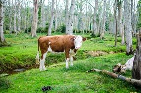 red and white cow at forest