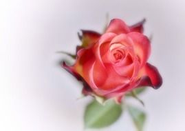 red rose flower drawing