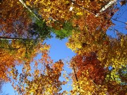 autumn landscape in the forest