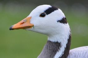 white gray goose head