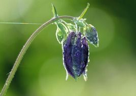 columbine flower blossom