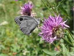 gray butterfly on pink thistle close-up