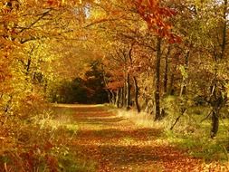 Road through the autumn forest