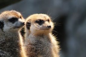 Two furry meerkats