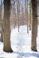 landscape of trail through snow in a winter forest