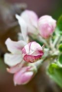 White and pink blossoms