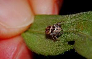 little hairy macro spider