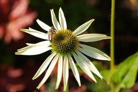 bee pollinates flower
