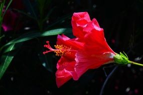 Red hibiscus flower blossom macro photo