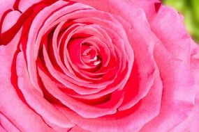 rose bud in the greenhouse