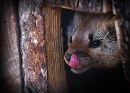 wild animal with pink tongue