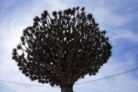 Dragon tree on the sky background