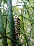 colorful striped caterpillar on a stalk