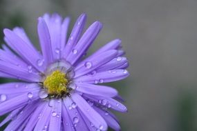 blue flower with water drops close-up