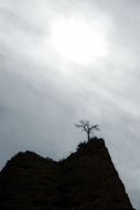 distant view of a tree on a hill