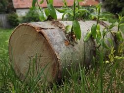 old felled tree