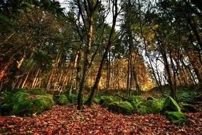 Beautiful forest in Portland