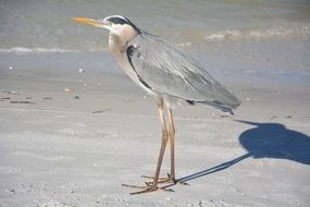heron bird on sand beach