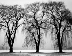 trees without leaves in winter on the field