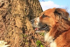 animal portrait on the background of the mountain