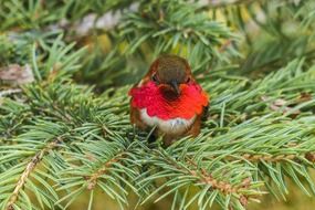 tiny allens hummingbird in wildlife