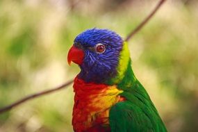 colorful parrot head close up