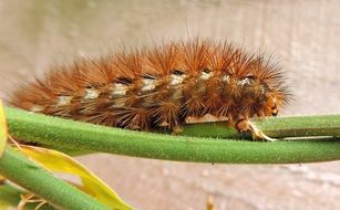 caterpillar on a green stalk