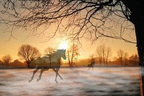 horses silhouettes in winter morning, collage