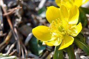 potentilla yellow flower signs of spring