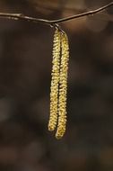 hazelnut catkins, macro