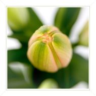 closed lily bud on a blurred background