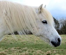 white pony with a long mane