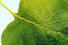 part of leaf with water drops, macro