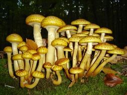 Mushrooms in the bavarian forest
