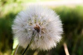 fluffy dandelion in the wild close up