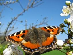 Bright orange butterfly on tree branch in summer