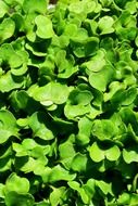 Green wild rocket seedlings