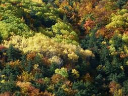 aerial view of colorful forest at fall
